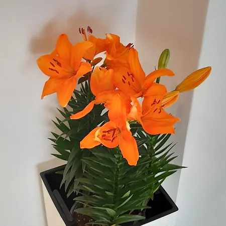 Anna Luxury Διαμέρισμα Μπισέλιε